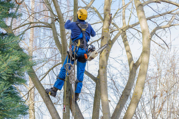 Trusted Columbus, MT Tree Care Experts